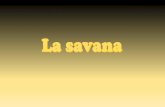 Che cos’è la savana? - Geostorie · 2019-02-20 · caratteristiche del suolo. La fauna (sia naturale che introdotta dall'uomo) può contribuire a far prevalere un ambiente di savana