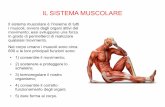 IL SISTEMA MUSCOLARE - scuolaorsoline.com SISTEMA... · Il sistema muscolare è l’insieme di tutti i muscoli, ovvero degli organi attivi del movimento; essi sviluppano una forza