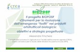 Il progetto BIOFOSF «Strumenti per la risoluzione dell ...sinab.it/sites/default/files/Trinchera-Biofosf-SANA16.pdf · 13/09/2016 3 Fosetyl e fosfito K+ Fosetyl-Al Fosfito di potassio