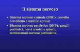 Il tessuto nervoso - Libero.it nervoso.pdf · Il sistema nervoso • Sistema nervoso centrale (SNC): cervello cervelletto e midollo spinale • Sistema nervoso periferico (SNP): gangli