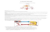 IL SISTEMA NERVOSO - WordPress.com · Il sistema nervoso centrale – Anatomia dell’encefalo L’encefalo comprende i due emisferi cerebrali, il diencefalo, il tronco encefalico