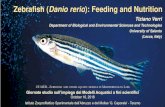 Zebrafish (Danio rerio): Feeding and Nutrition...Koven and Schulte, Fish. Physiol. Biochem. 38:1565 (2013) zebrafish Not only Pept1 but also Slc6a19a responds to fasting and refeeding