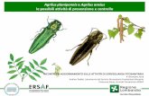 Agrilus planipennis e Agrilus anxius le possibili attività ...7... · Agrilus anxius è il principale parassita delle betulle (Betula spp.) in Nord America, responsabile della diffusa,