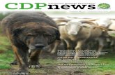 CDPnews Carnivore Damage Prevention - …...i capi perduti da attacchi da predatori soltanto attraver-so un sistema assicurativo e una copertura dell’80% del premio da parte del