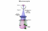 Microscopia - Univr · Limite di risoluzione di un microscopio Criterio di Rayleigh: due immagini sono al limite della risoluzione (risolte) se il centro del massimo centrale di una