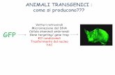 ANIMALI TRANSGENICI : come si producono??? · KO condizionali. Il sistema cre-lox. Sistema che è alla base: meccanismo di ricombinazione del fago P1 con i siti Lox e la ricombinasi