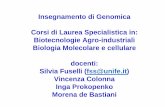 Insegnamento di Genomica Corsi di Laurea Specialistica in ...m.docente.unife.it/silvia.fuselli/dispense-corsi/.../Lezione1_fuselli.pdf · 0.004 x genoma umano lievito dovrebbe avere