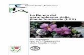 La Banca del germoplasma delle piante lombarde …...il 2005 l'apertura della Banca dei Semi delle piante lombarde (Lombardy Seed Bank, LSB), dando peraltro attuazione alle politiche