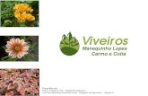 Viveiros - prefeitura.sp.gov.br · Belamcanda chinensis (Flor leopardo) Bougainvillea sp. (Primavera) Bulbine frutescens (Cebolinha de jardim) Buxus sempervirens (Buxinho) Calathea