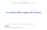 Le anatre della Laguna di Venezia - Infs-acquatici.it · La Laguna di Venezia è la zona umida italiana di gran lunga più impor-tante per lo svernamento degli uccelli acquatici,