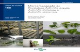 Micropropagação de 150 Kiwizeiros Actinidia arguta ... · Os patógenos do sistema vascular são graves ameaças aos plantios comer-ciais de kiwi no Sul do Brasil, sendo o fungo