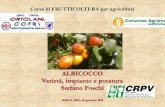 Corso di FRUTTICOLTURA per agricoltori€¦ · Fonte: Palmieri A., Pirazzoli C., 2016 Potenziale produttivo (ton) Superficie (ha) Note UE 73.000 Italia 200-250.000 Francia 150-200.000