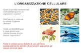 L’ORGANIZZAZIONE CELLULARE - unito.it · Teoria cellulare (Schwann e Schleiden, 1838-39): 1) Tutti gli organismi sono composti da cellule 2) La cellula rappresenta l’unità organizzativa