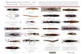 Staphylinidae of North America - Keys · (MCZ type database) Aleocharinae Dasycerinae Empelinae Euaesthetinae 1385 / 12,851 spp. 4 / 17 spp. 1 / 1 sp. 22 / 762 spp. (Hatch 1957) (Photo
