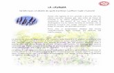LA LAVANDA - Rosa Selvatica Lavanda.pdf · La Lavanda Vera trova largo impiego in campo terapeutico. Efficace nei problemi del sistema nervoso quali depressione, stress, insonnia,