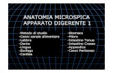 ANATOMIA MICROSPICA APPARATO DIGERENTE 1...ANATOMIA MICROSPICA APPARATO DIGERENTE 1-Metodo di studio-Cenni canale alimentare-Labbra-Dente-Lingua-Esofago-Cardias-Stomaco-Piloro-Intestino