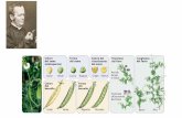 Presentazione standard di PowerPoint · 2018-03-21 · Poiché le sue piante con semi verdi erano omozigoti per tali alleli (aa), solo questi potevano essere trasmessi alla loro progenie.