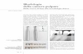 della camera pulpare Morfologia - Studio Castellucci. 8 N1.pdf · all’anatomia relativi riferimento di punti 1a 1b 2 Figura 1 d di 6,5 mm per Lunghezza standar osetta. ese a r tutte