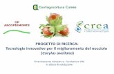 Corylus avellana - Nocciolo Servicenoccioloservice.com/wp-content/uploads/2016/06/Dott...4) Messa a punto di un metodo di coltura di tessuti per rigenerare piante da cellule somatiche.