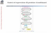 Sintesi ed espressione di proteine ricombinantidstunisannio.it/sites/default/files/2020-03/Lezione 13.pdf-Clonaggio del cDNA di interesse nel plasmide Tac promoter -Trasformazione