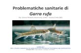 Problematiche sanitarie di Garra rufa - IZSTO · 2015-02-13 · Problematiche sanitarie di Garra rufa Dip. Scienze Mediche Veterinarie, UniBO –Ozzano Emilia (BO) “GARRA DAY”