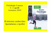 Fisiologia Umana C. Capelli Autunno 2019 · 1.0 Ipotalamo ed ipoﬁsi 3 1. Adenoipofisi (ipofisi anteriore) - Tessuto endocrino: le neurosecrezioni ipotlamiche interagiscono con le