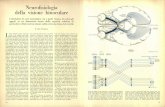 Neurofisiologia della visione binocularedownload.kataweb.it/mediaweb/pdf/espresso/scienze/1972... · 2011-09-16 · presentazione di questo concetto, chia-mato decussazione parziale,