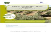 Bollettino FITOSANITARIO MOSCA€¦ · Il presente bollettino fitosanitario è stato redatto sulla base delle previsioni meteo, dei monitoraggi effettuati nei campi spia e sulla base
