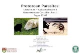 Protozoan Parasites: Flagellates, Amoebae, Ciliates ...people.upei.ca/.../VPM-122...Neospora-2017-WEB.pdf · Besnoitia sp. • Toxoplasma ... •Neospora caninum •Fatal neuromuscular