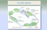 E-LEARNING Supporto ai Corsi di Studio - La cellula vegetale...Biologia •Organuli •Cellula •Tessuti •Organi Il principio delle proprietà emergenti, ovvero: “una foresta