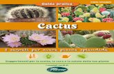 Cactus - Flover€¦ · (sassi viventi), semprevivi... Spesso conosciamo queste piante, molto comuni, senza saperne il nome scientifico. Come scegliere le piante grasse I CACTUS InneSTATI: