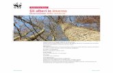 Esplorazione Natura Gli alberi in inverno - WWF · 2018-01-25 · Diario dell'albero Vale la pena osservare un albero durante tutto l'anno e scoprire quali frutti si sviluppano da