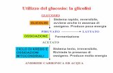 Utilizzo del glucosio: la glicolisi · Sequenza di reazioni Molecole di ATP / molecola di glucosio Glicolisi: da glucosio a piruvato (nel citosol) Fosforilazione del glucosio -1 Fosforílazione