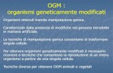OGM : organismi geneticamente modificati · 2013-12-11 · OGM : organismi geneticamente modificati Organismi ottenuti tramite manipolazione genica. Caratterizzati dalla presenza