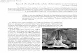 Record of a dwarf minke whale (Balaenoptera acutorostrata ... · ¶Centro Golfinho Rotador, caixa postal 49, 53990-000, Fernando de Noronha, PE, Brazil. § Departamento de Ciências