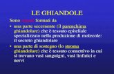 LE GHIANDOLE - Libero.it ghiandol_16.pdf · In base alla disposizione delle cellule, le ghiandole endocrine si possono classificare nel modo seguente:-a follicoli-a nidi e cordoni-a