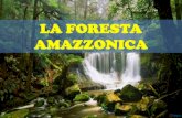 LA FORESTA AMAZZONICA · 2019-08-07 · foresta pluviale vi prospera nelle sue forme più ricche: il sottobosco è molto sviluppato, le fronde degli alberi e la vegetazioni aerea,