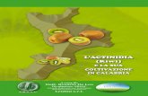 L’ACTINIDIA (Kiwi) E LA SUA COLTIVAZIONE IN CALABRIA€¦ · La Calabria con l’attuale superficie impiegata alla coltura dell’ actinidia rappresenta circa il 10% dell’intera
