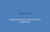 Lezione 11 - Unifem.docente.unife.it/silvia.fuselli/dispense-corsi/11... · 2011-05-19 · Lezione 11 Duplicazione genica ed espansione del genoma •Lynch Capitolo 9 •Grauer and