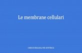 Le membrane cellulari - Università degli studi di ale/tnpee_le_membrane_cellulari.pdf · PDF file membrana plasmatica mediato da una proteina transmembrana detta trasportatore di