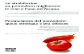 Peronospora del pomodoro: quale strategia è più …...Produttori di pomodoro da Industria coniugano una completa protezione da peronospora ed alternaria a risultati di produzione