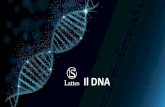 Il DNA cromosomi e stesso patrimonio genetico. nuovi filamenti in costruzione nucleotidi liberi nuovo