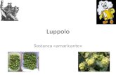 Tecnologia delle bevande alcoliche e fermentate · Caratteristiche botaniche •Humulus lupulus L., famiglia delle Cannabinaceae •Pianta erbacea perenne arrampicante 5,5-8 m di