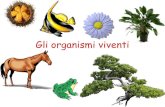 Gli organismi viventi - Reggio Emilia - Home · 2017. 4. 22. · Organismi Viventi Unicellulari Pluricellulari. Cellule animali e vegetali La maggior parte delle cellule animali e