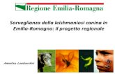 Sorveglianza della leishmaniosi canina in Emilia-Romagna ... · anagrafe canina provinciale % Esaminati Positivi Piacenza 19 7 3 10 39,336 0.03% Parma 16 3 1 4 60,446 0.01% Reggio