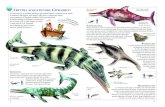 I RETTILI ACQUATICI DEL GIURASSICO di uno squalo odierno€¦ · ﬁ no alla nascita. Pesava circa 150 chili. PLESIOSAURUS La forma idrodinamica del Plesiosaurus era ideale per le