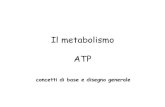 Il metabolismo ATP - Unife€¦ · Il metabolismo ATP concetti di base e disegno generale . Le cellule necessitano di un costante apporto di Eg per svolgere diverse funzioni: •lavoro