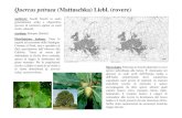 Quercus petraea (Mattuschka) Liebl. (rovere)...3a lezione 2009-2010 LE QUERCE seconda parte Author User3 Created Date 10/24/2009 10:57:21 AM ...