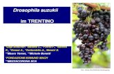 Presentazione standard di PowerPoint · –2011 • 2. August: Eiablage auf Schneeball, Erle und Holunder in San Michele all’Adige ... 37 11/9 4 11 18 (2 L) 1,64 5,5 Sfarfallati