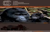 theafricanexperiences.comEl Gorila de Montaña (Gorilla beringei beringei) vive en las selvas que cubren estas montañas de la rama albertina de la Falla del Rift, normalmente entre